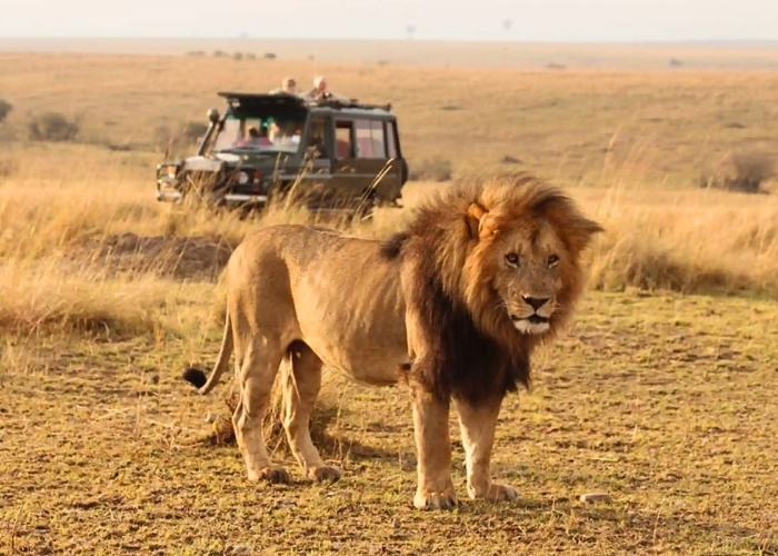 Sư tử vị vua của savannah. Ảnh: Jaynevy Tours