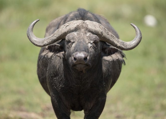 Trâu rừng sức mạnh hoang. Ảnh: Kenya Wild Parks