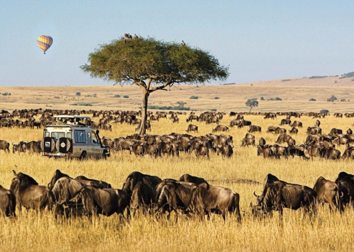 Safari châu Phi