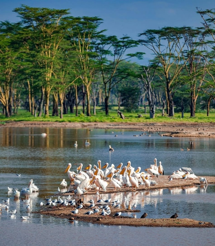 Thời điểm lý tưởng để du lịch Hồ Nakuru. Ảnh: liuzhen2016