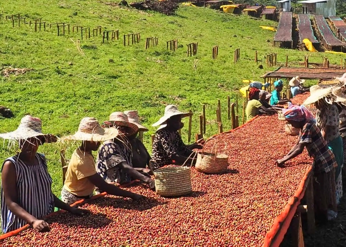 Môi trường sống khác nhau lại hình thành những nét văn hóa đặc trưng riêng. Ảnh: XLIII Coffee
