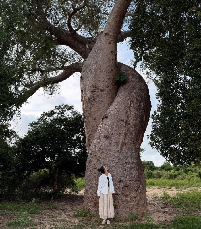Các công viên quốc gia nổi tiếng tại Madagascar. Ảnh: yanyanggg_