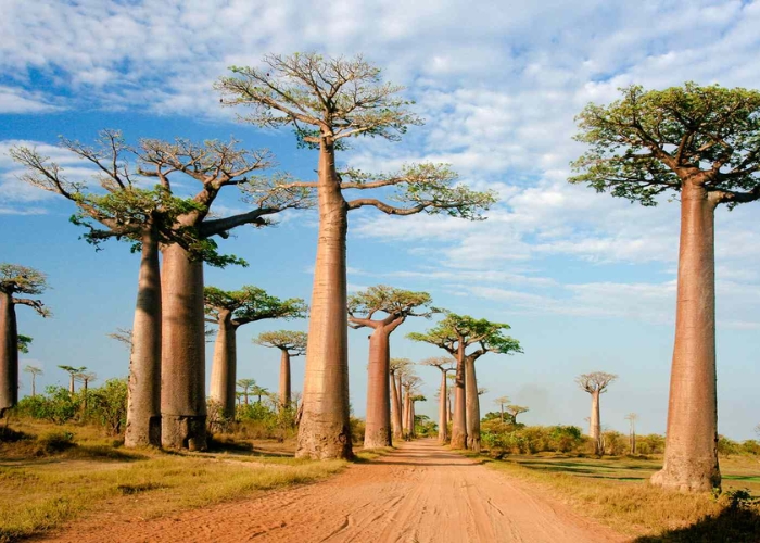 Madagascar