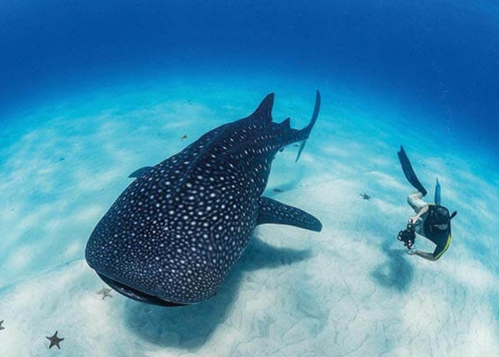 Cá mập voi (Whale Shark). Ảnh: DIVE Magazine