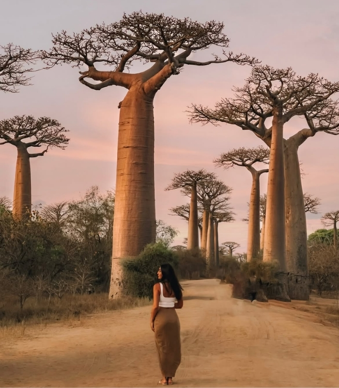 Đại lộ Cây Baobab. Ảnh: inesatravels_