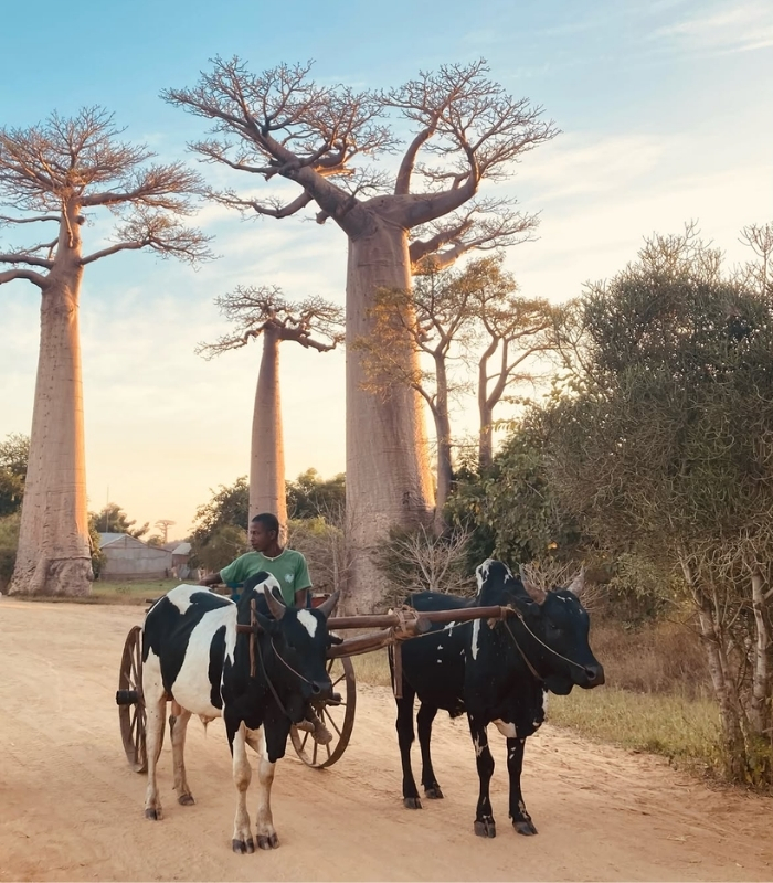Khám phá đời sống địa phương quanh. Ảnh: madagascar