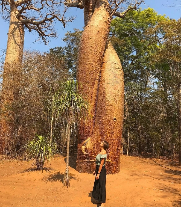 Baobab Amoureux. Ảnh: emma_bonnefous