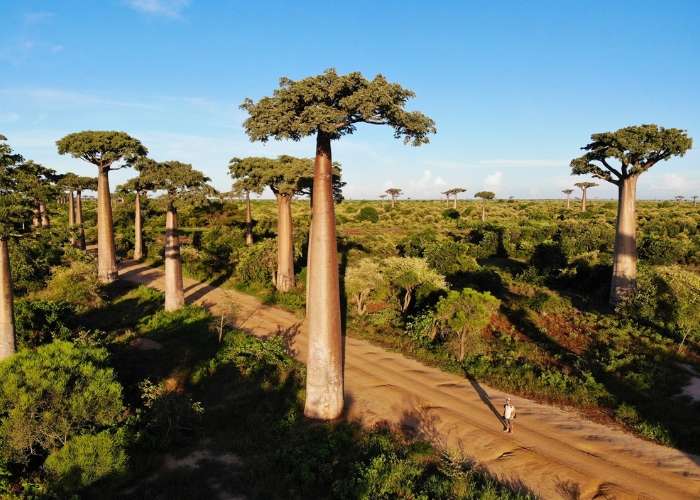 Đại lộ cây baobab