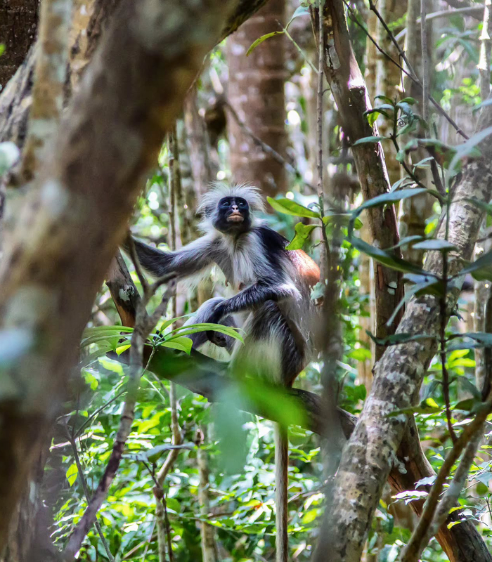 Quan sát khỉ Colobus đỏ. Ảnh: isychev1